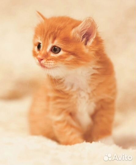 Котята