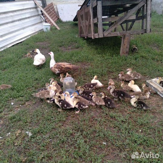Мускусные утки