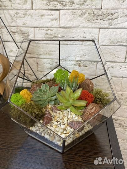 Флорариум подарок 1 сентября
