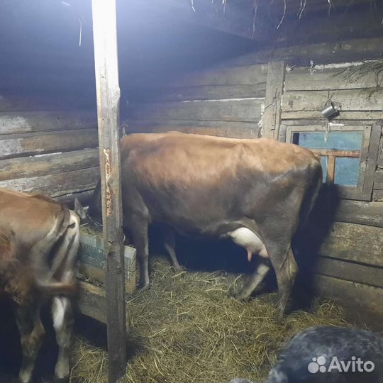 Корова и бык