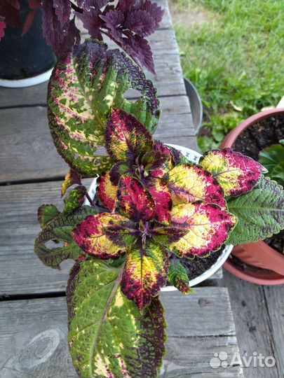 Черенки колеуса