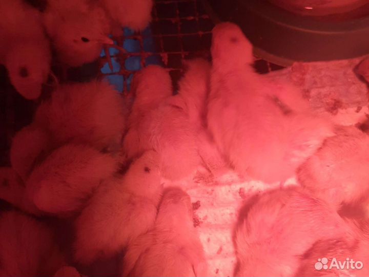 Перепела 5ти дневные