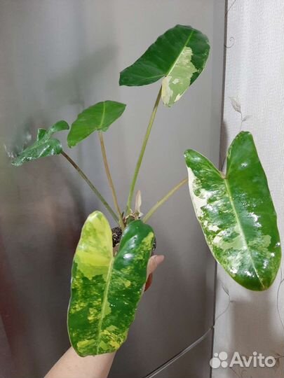 Монстера тайское созвездие