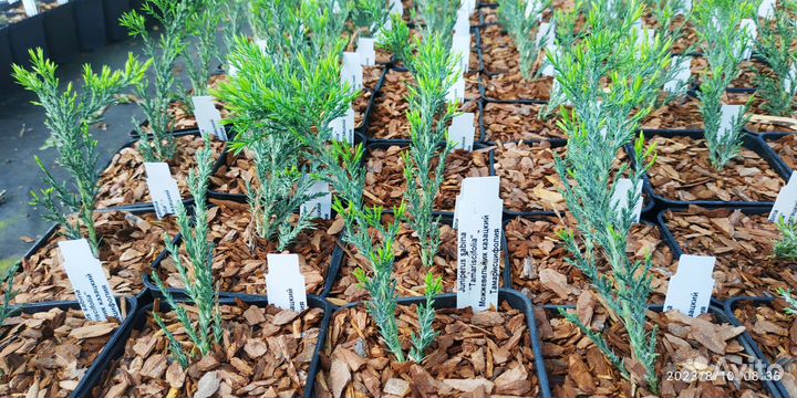 Можжевельник Вилтони Виргинский Блюкарпет Олдголд