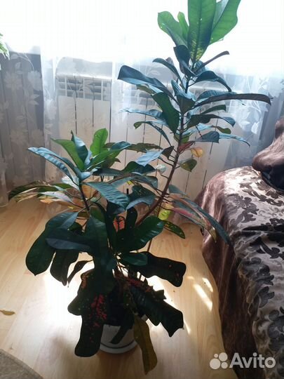 Дерево для дома или офиса