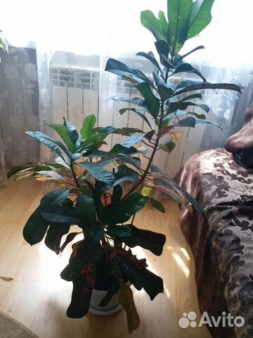 Дерево для дома или офиса