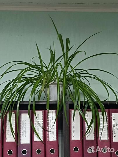 Хлорофитум