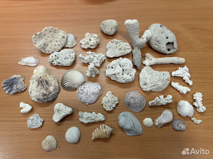 Кораллы ракушки