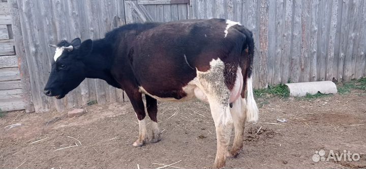 Коровы с телятами