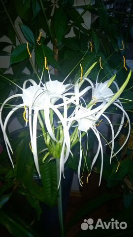 Комнатные растения