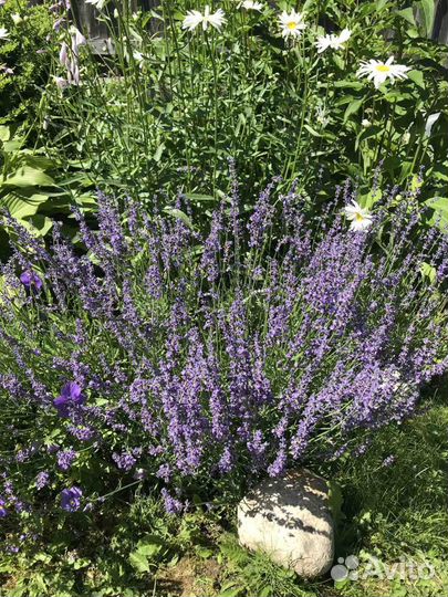 Лаванда