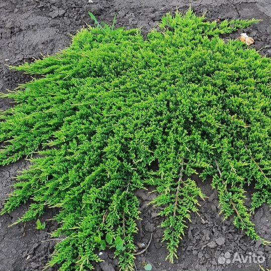 Можжевельник Грин карпет и др