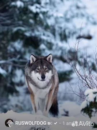 Волкособы RusWolfDog