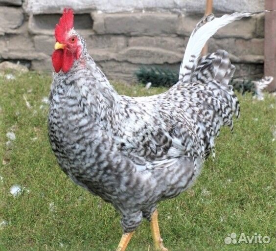 Яйцо инкубац куры Борковская Борвистая