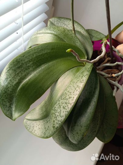 Орхидея фаленопсис парфюмерная фабрика