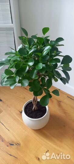 Фикус плетеный Мокламе 65 см