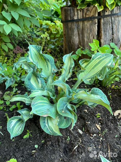 Хоста Guardian Angel