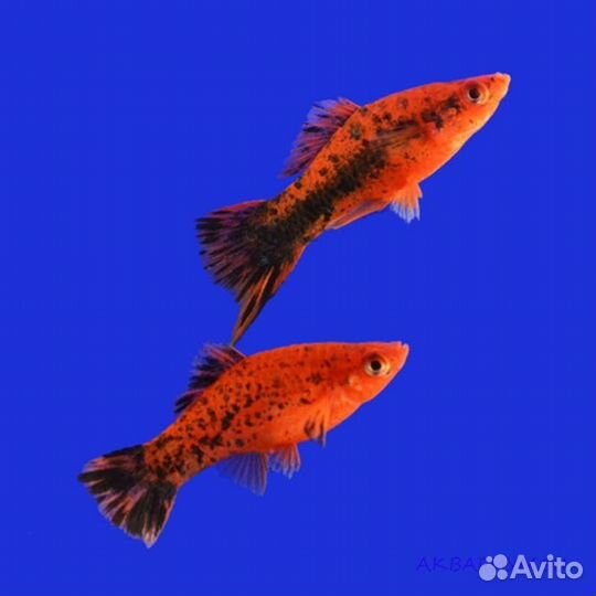 Аквариумные рыбки и растения: Сомики и Меченосцы