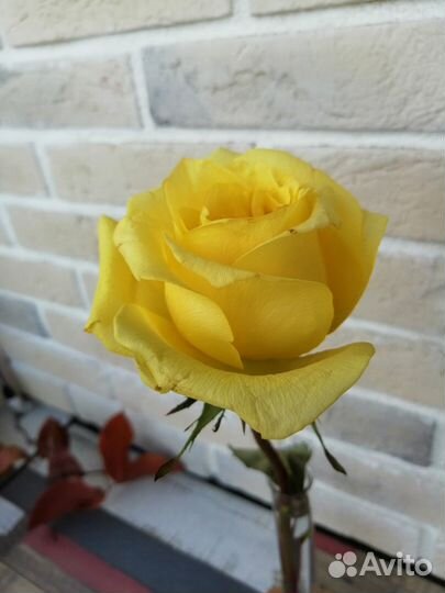 Маленькая ваза (подставка для цветов, сухоцветов)