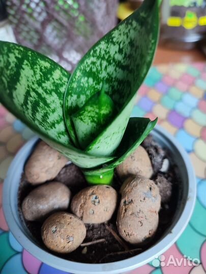 Сансевиерия ханни