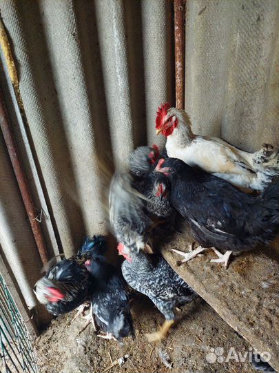 Молодые петухи