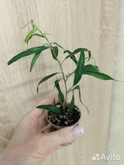 Фикусы сортовые