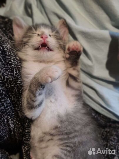 Отдам котенка в добрые руки