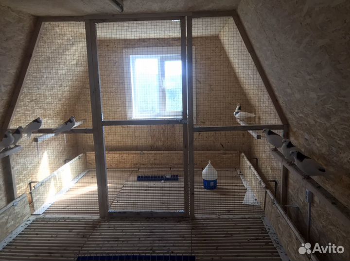 Голуби Пермские гривуны