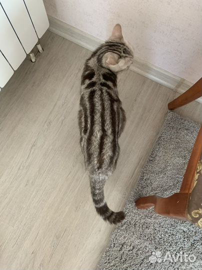 Британские мраморные котята