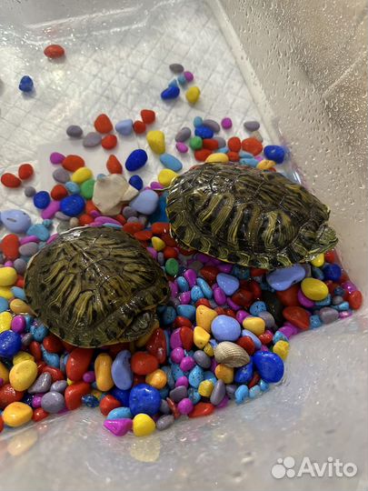 Черепаха красноухая