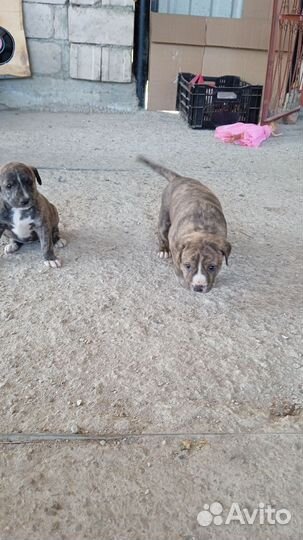 Щенки американского стаффорда