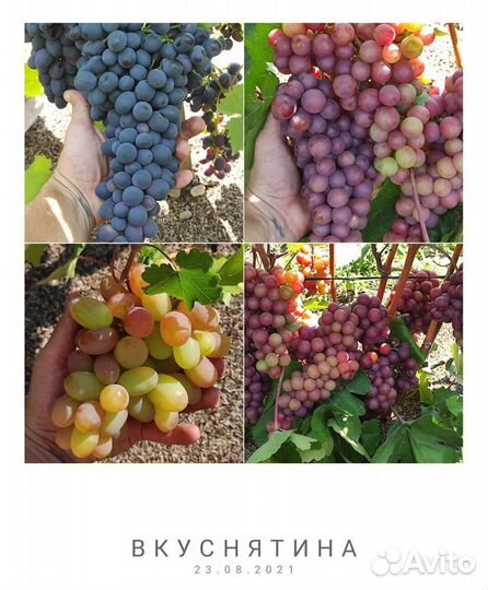 Саженцы винограда