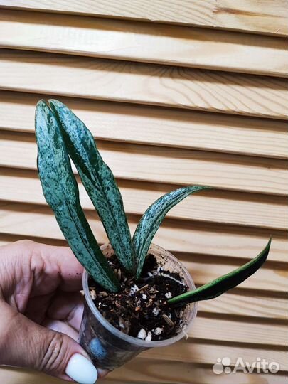 Хойя Michele,Acuta EPC 997,Minibelle