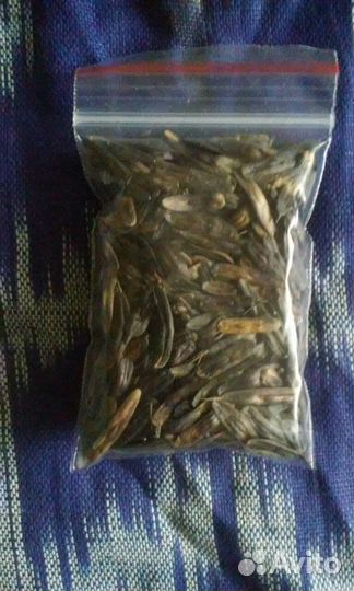 Семена усьмы (усма, вайда красильная)