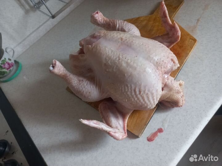 Бролер домашний