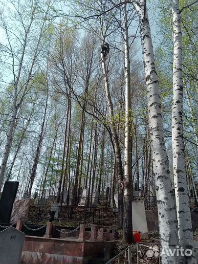 Вальщик деревьевьев,пилю деревья любой сложнасти