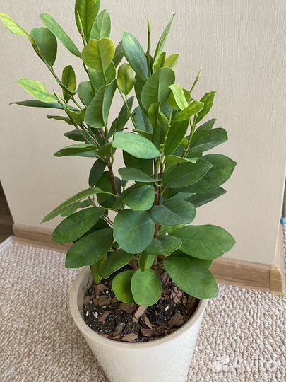 Фикус макламе