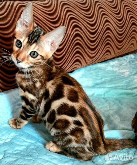 Бенгальские котейки в разведение