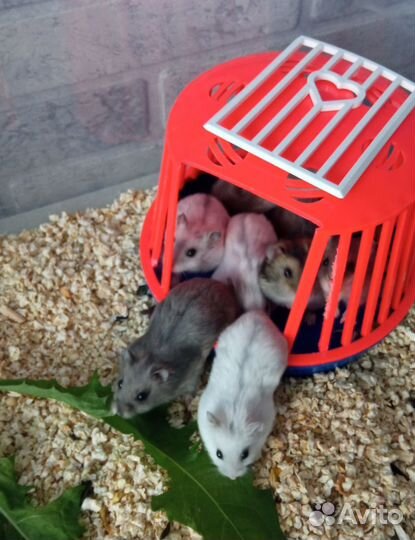 Джунгарики