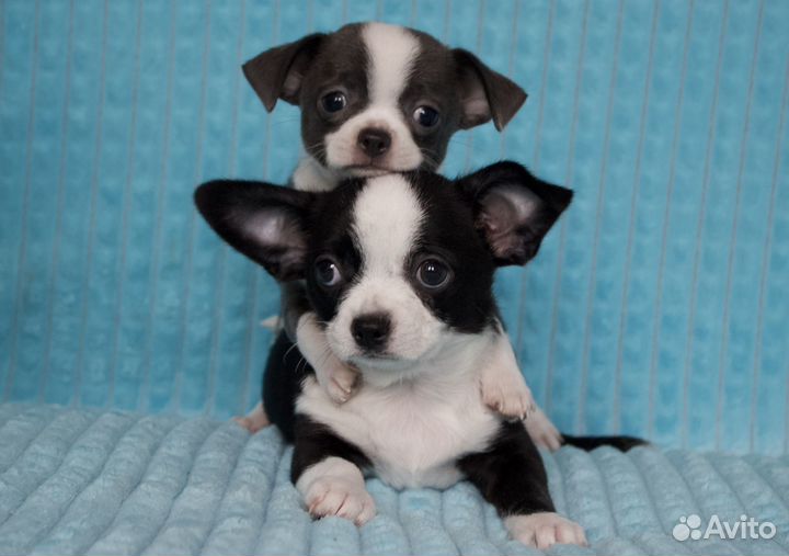 Щенки чихуахуа