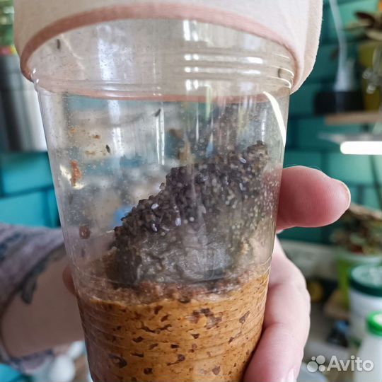 Муха дрозофила