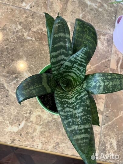 Сансевиерия