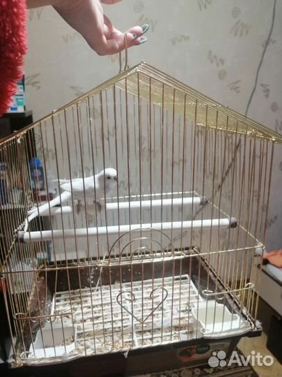 Клетка для попугая