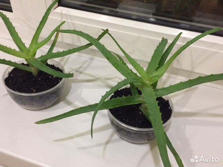 Алоэ цветок лечебный