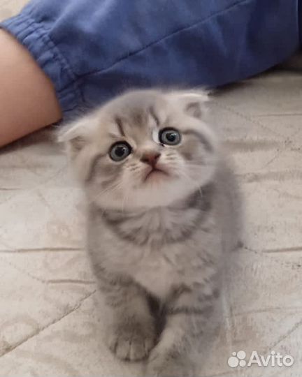 Шотландские котята