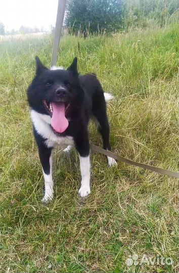 Молодой кобелек(лайка)