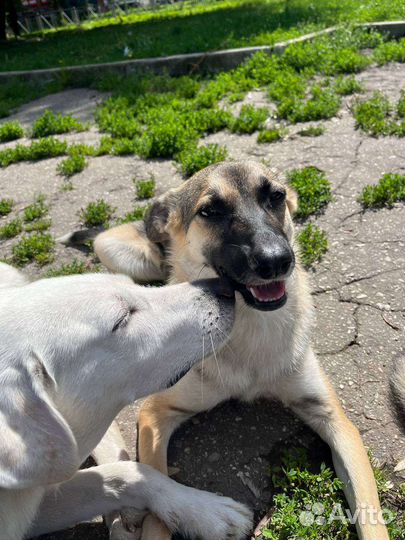 Щенок в добрые руки