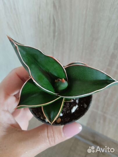 Сансевиерия Самурай, Микадо, Муншайн, Биг Лиф