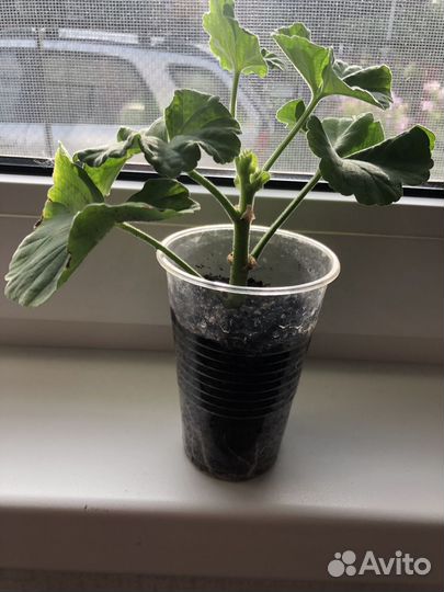 Герань белая