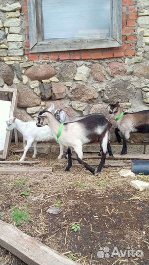 Козочки различные